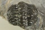 Detailed Morocops Trilobite - Ofaten, Morocco #323593-5